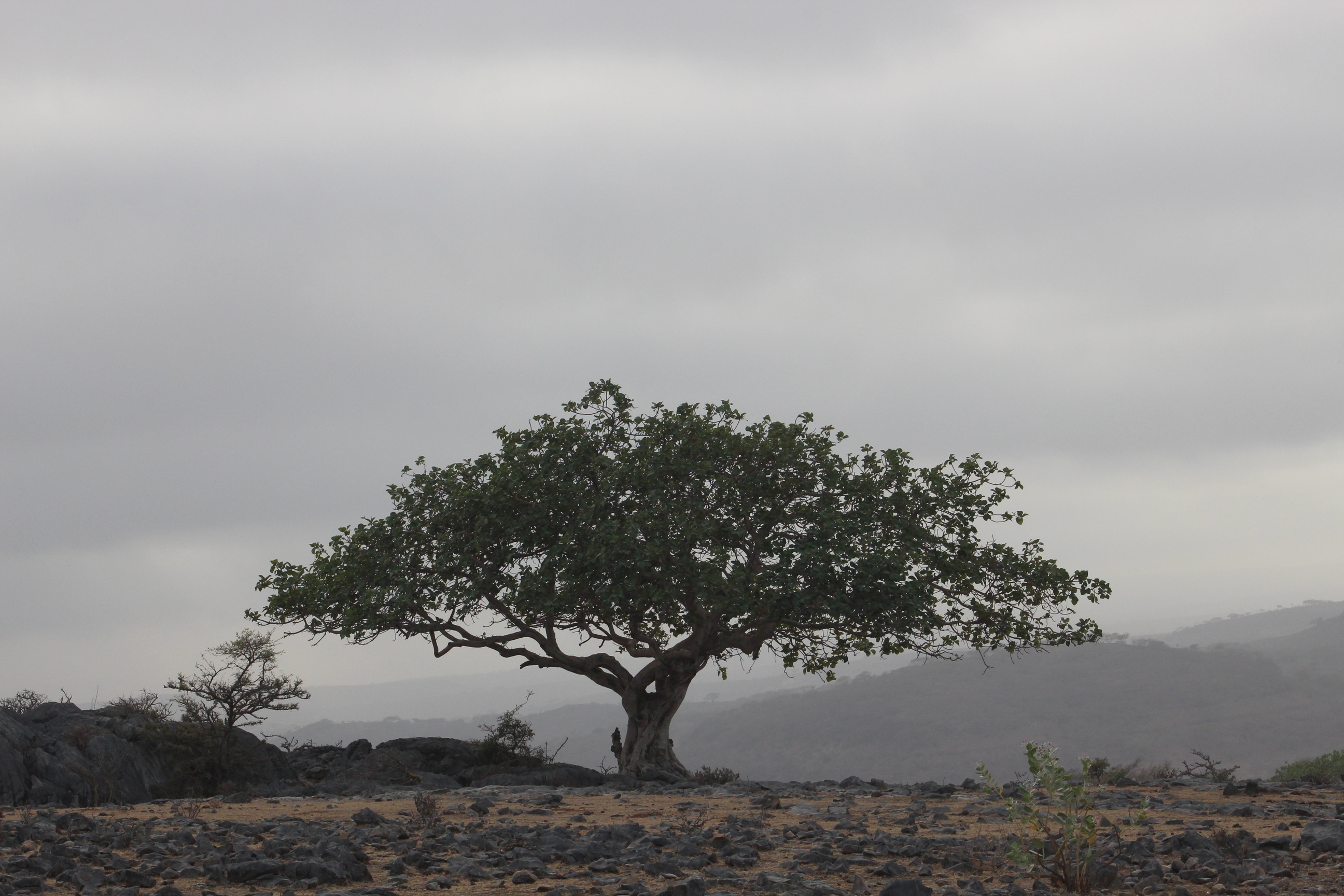 Plant Image